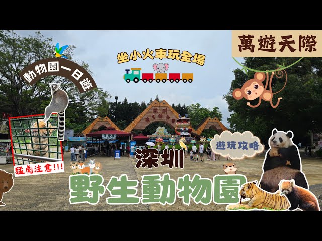 [2024 週末快閃] 深圳野生動物園 | 坐小火車制霸全園 | 呢隻究竟係貓定老虎！？ | 同馬騮零距離接觸 | 與熊貓共舞 | 兩日一夜 | 深圳好去處 2024 | 深圳一日遊 | 深圳好玩推介