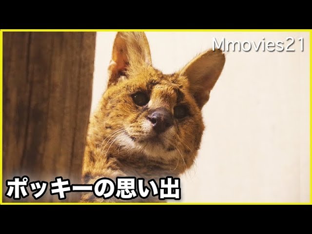 サーバルキャット　ポッキーの思い出 Serval "Poｃky" memories