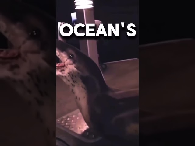 Adorable Leopard Seal Steals Hearts with Playful Antics!