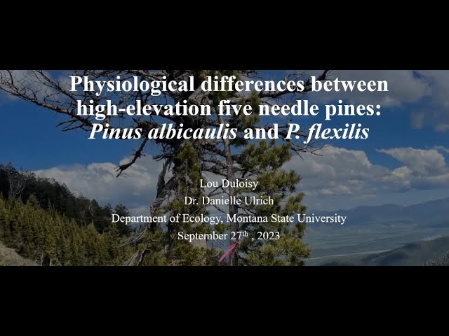 Physiological differences between high-elevation five needle pines: Pinus albicaulis & P. flexilis