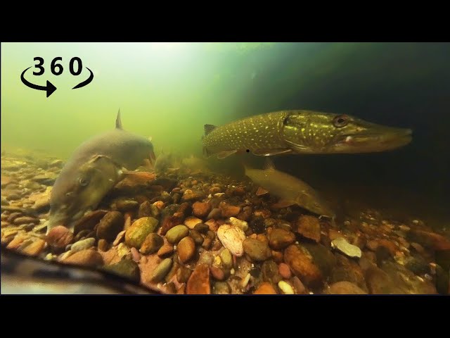 360° VR River Fishing Experience! Watch Them Take The Bait!