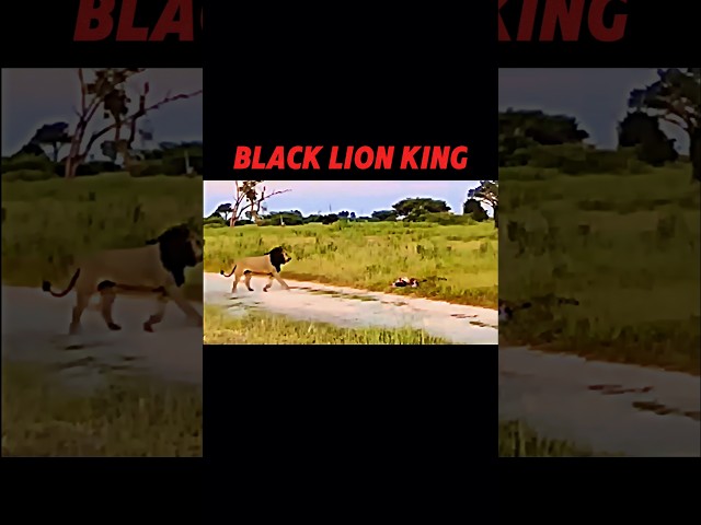 The Lion King Has Arrived ☠️ #trending #animals #wildlife #shorts #youtube #lion #hyena #lionking