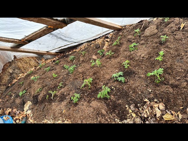 How Compost CAN Heat an ENTIRE Revolutionary Hobbit Hole Greenhouse “The Cave of Wonders“