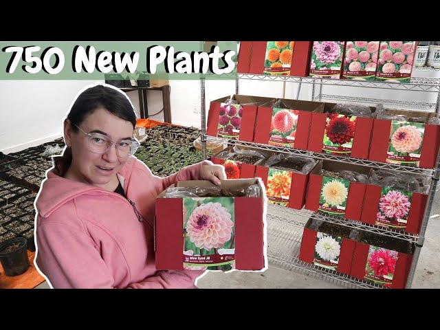 $3500 Bulk Flower Farm Unboxing | 300 Dahlias and 450 Perennials from Van Noort