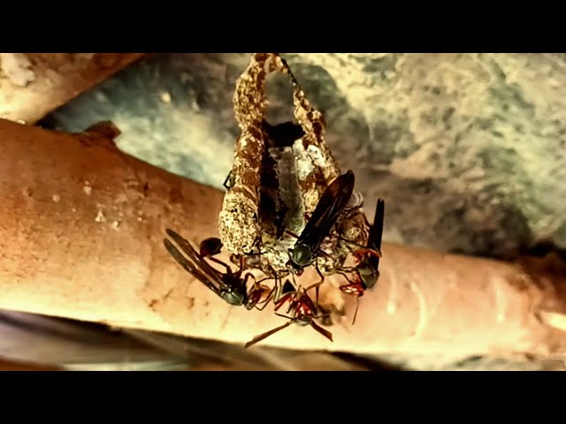 How Thread-Waisted Wasps Chew Up Caterpillars & Defend Nest At The Homestead|Bird Sounds#viral