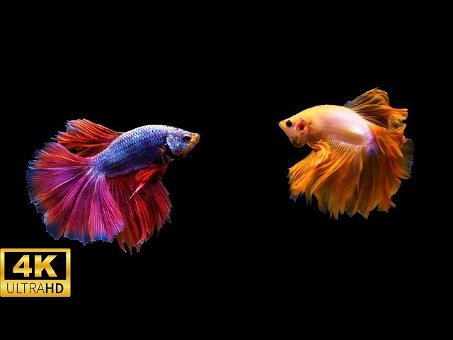 12 Hours Stunning 4K Betta Fish with Relax Music 🐠 Relaxing Fish in Black Aquarium