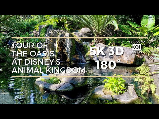 Tour of Oasis at Disney's Animal Kingdom (5K 3D 180°)