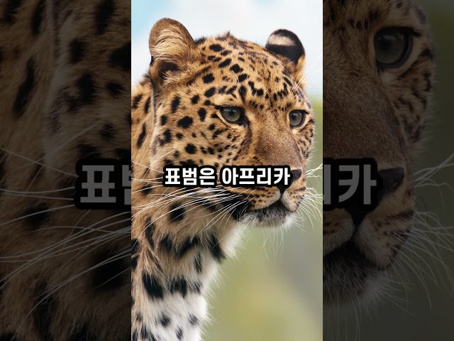 표범 육식동물로 강력한 턱 민첩한 몸놀림포식자 Leopard is a carnivore with a powerfuljaw-nimblebodyworkpredator#leopard