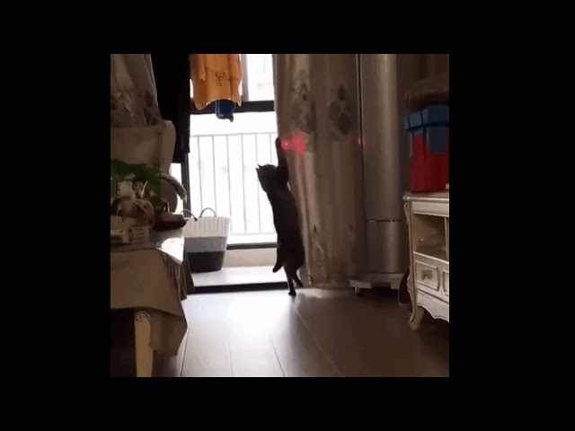 Try not to laugh Challenge - Cats fails watch till the end 😱😱🐈‍⬛🙀 cat vines complication 2023