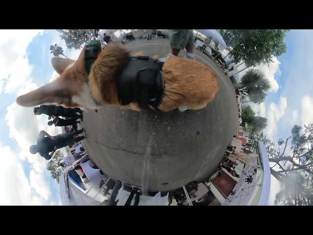 GoPro Max on a Corgi - Tiny Planet Edition: Little Big Popup