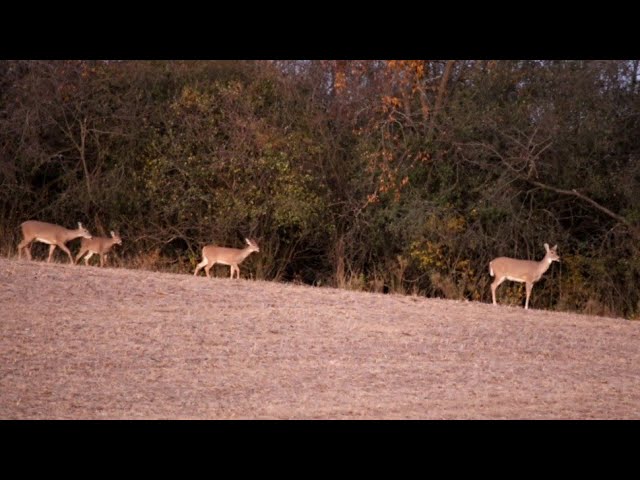 Whitetail Deer at sunset - Wisconsin