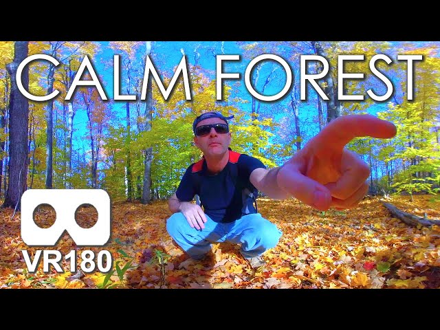 Calm Forest: 12 Minutes of Peace & Tranquility in VR / VR180