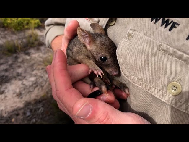 Kangaroo-like marsupial, called 'nature's little gardeners,' saved from brink of extinction.