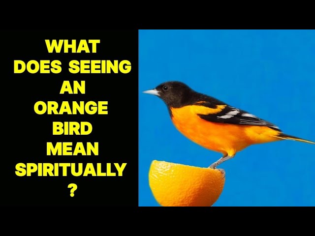 WHAT DOES SEEING AN ORANGE BIRD MEAN SPIRITUALLY ?