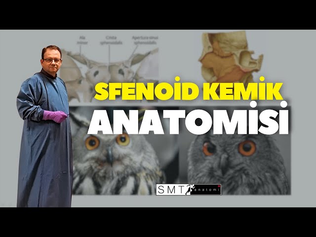 Sfenoid Anatomisi