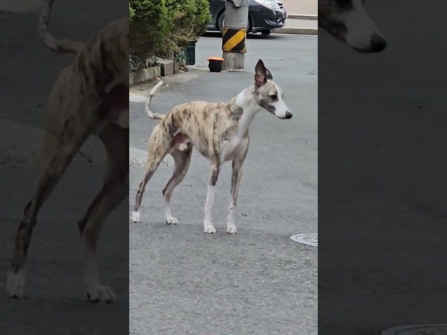 휘핏 그리고 진도 믹스 Whippet and Jindo mix - 따야 Ddaya