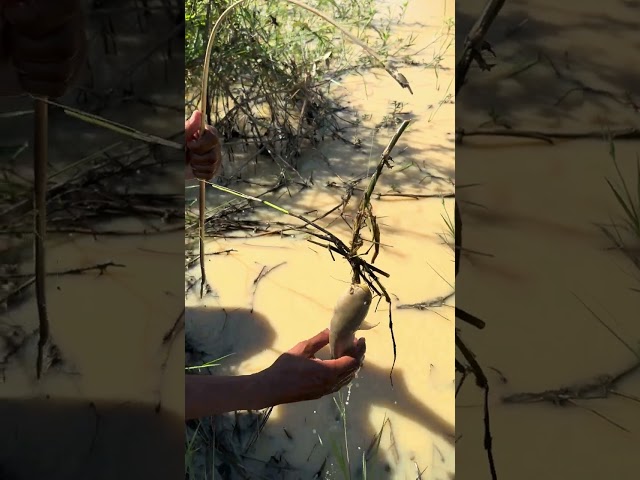 Hook Fishing #fishing #primitivetool #primitivesurvival  #primitivewildlife #fishingtechniques