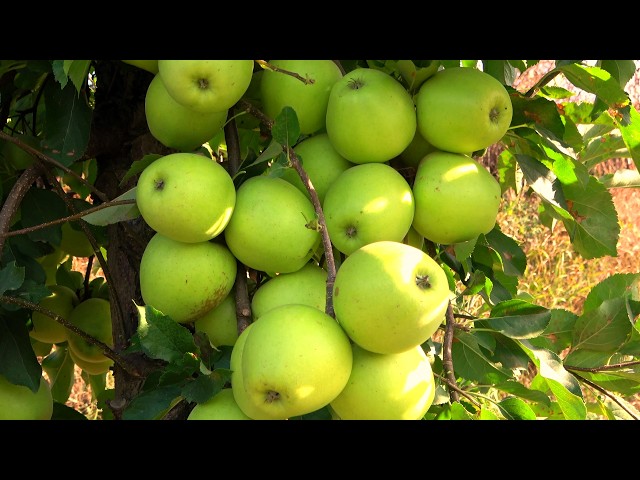 Low Acid Sweet Apples / GOLDEN DELICES RAINDERS