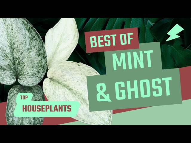 BEST MINT AND GHOST HOUSEPLANTS!