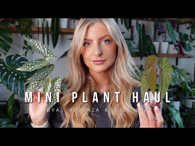 Mini Houseplant Haul & Chat! | Chill Vibes