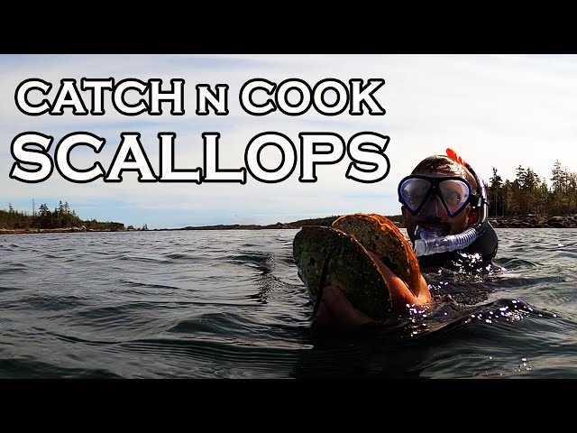 Snorkeling for Wild Scallops in Nova Scotia