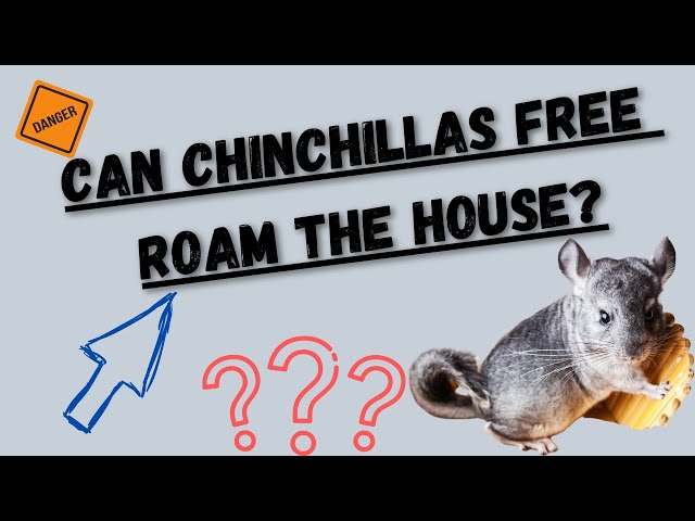 Chinchillas Free Roaming The House (Why I Wouldn't Do That)