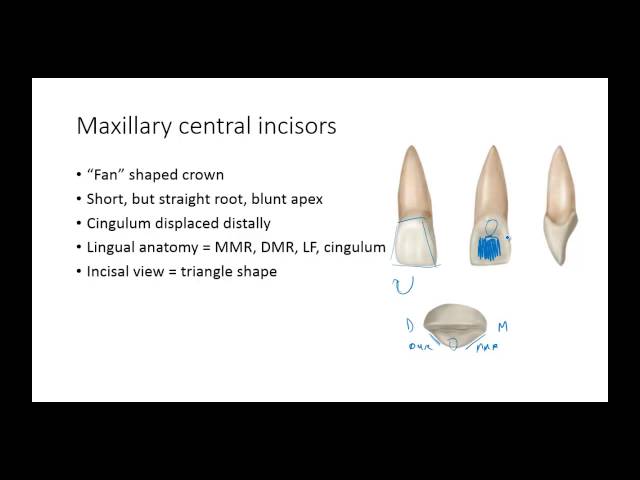 Dental Anatomy: Permanent Anterior Teeth