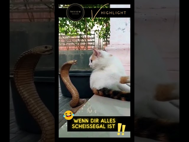 😂 Die Katze, der alles scheißegal ist! 😂 #lustig #lustigevideos #lachen #katzenvideos #katzen