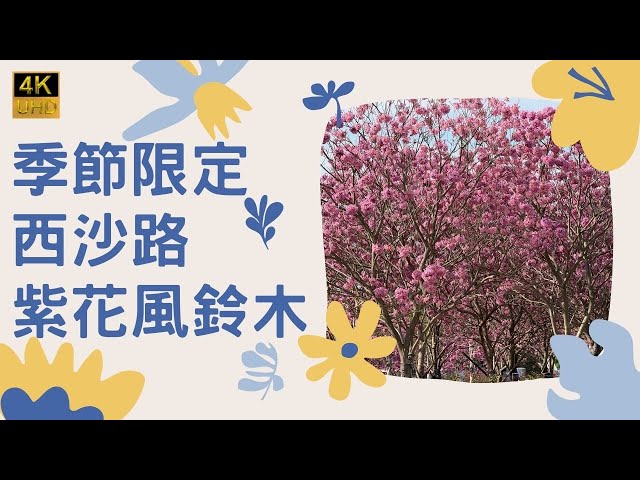 【季節限定 4KHDR】西沙路紫花風鈴木｜紫色花海｜浪漫西沙路｜紫色花盛開