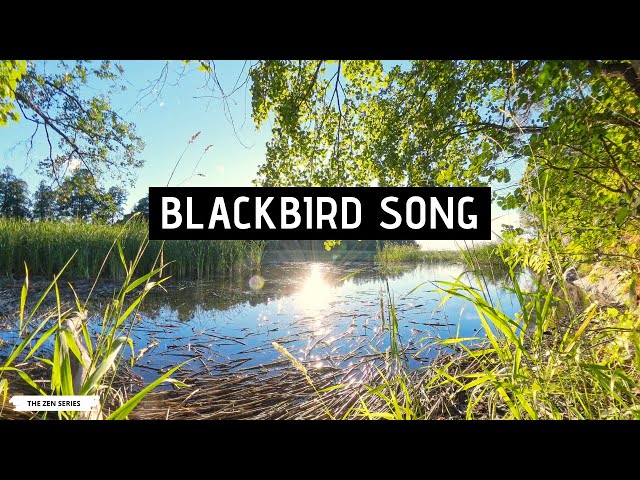 Tune with a singing blackbird on a late summer evening in Helsinki, Finland / The ZEN -series