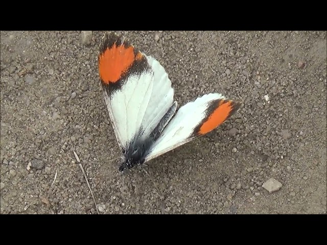 Pacific Orangetip Butterfly (Anthocharis sara)