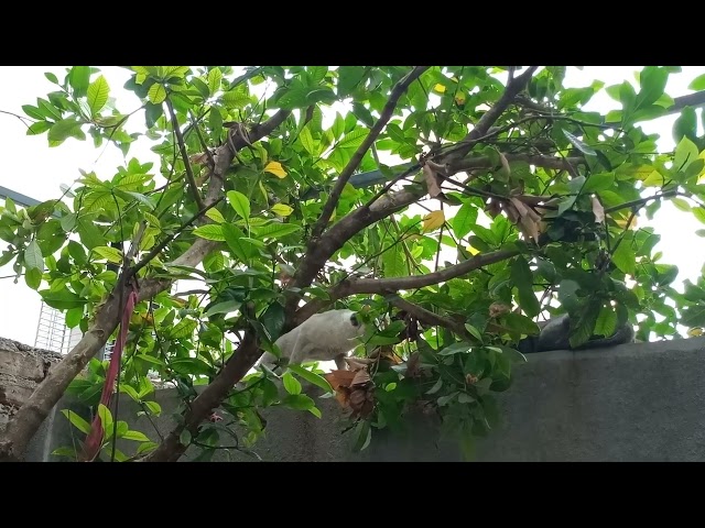 #whitecat #greycat #sitting #onwall #cutecats