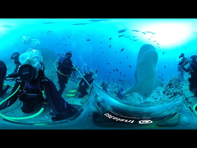 Tiger Shark at The Cathedral in Beqa Lagoon