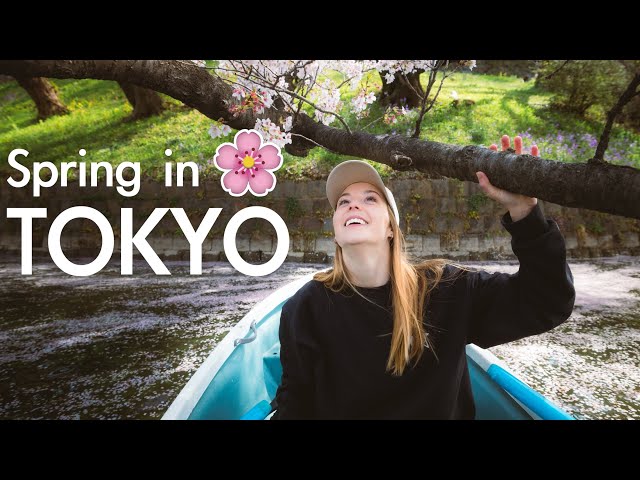 What is Cherry Blossom Season REALLY like?! Tokyo, Japan