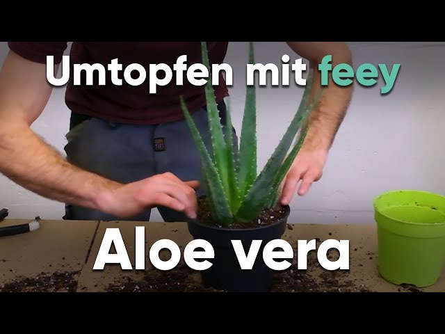 Wie topfe ich eine Aloe vera um? - Umtopfen mit feey