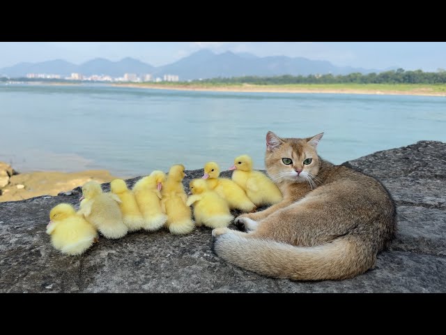 Mother duck is surprised😲. The kitten leads the duckling to see the world outdoors. Cute and funny