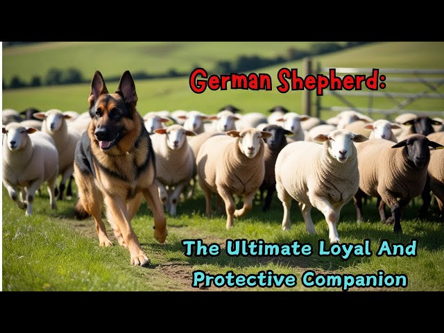 German Shepherd: The Ultimate Loyal and Protective Companion 🦮🐕🐕‍🦺🐾🐶