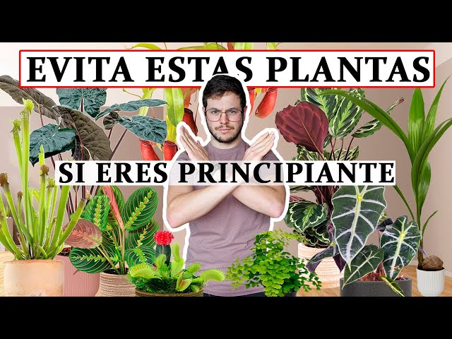 TOP 8 plantas de interior no aptas para principiantes