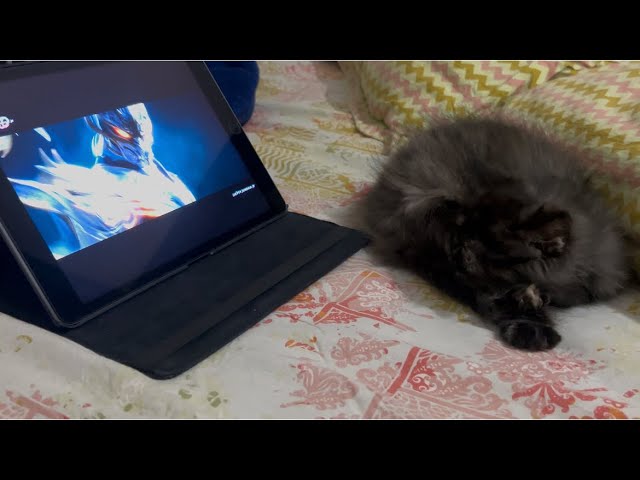 Persian Kitten Nyxie Loves Watching Battle Through the Heavens – Cutest Anime Fan