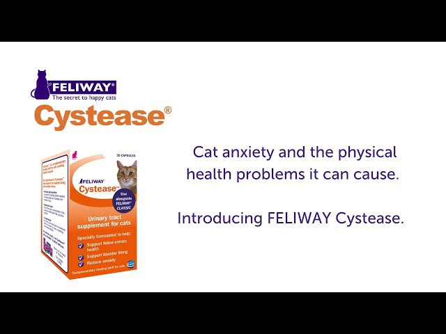 Physcial health problems of cat anxiety - Cat Cystitis