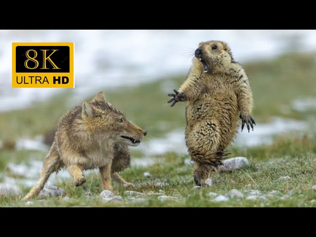 Unleashing the Wonders of Nature: Wild Animals in 8k