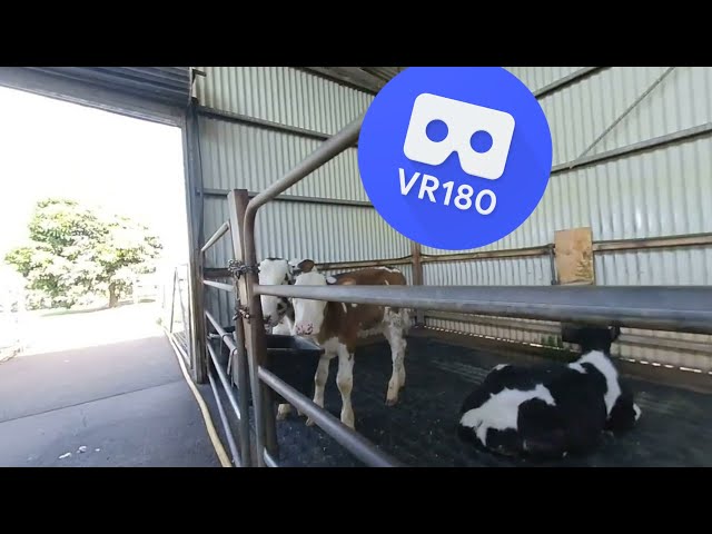 [VR180 VR 3D] Farm Animals Nursery @ Gallo Dairyland QLD, Australia | Family Virtual Reality