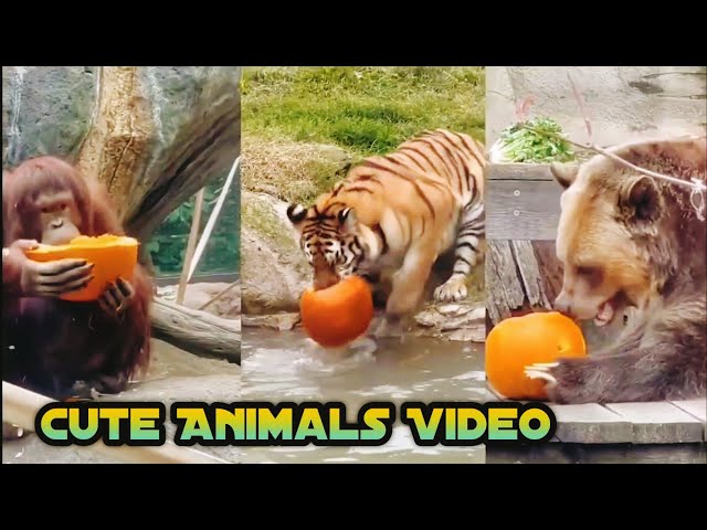 cute animals video 2023 || cute animals video || Crazy Vlog