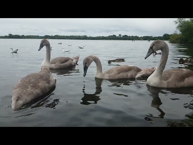 🇮🇪🦢 MUTE SWAN FAMILY🦢CYGNETS🐤MALLARD DUCKS🦆GULLS🕊KINNEGO BAY IRELAND🇮🇪#loveireland💧LIKE👍🙏subscribe🙏😇