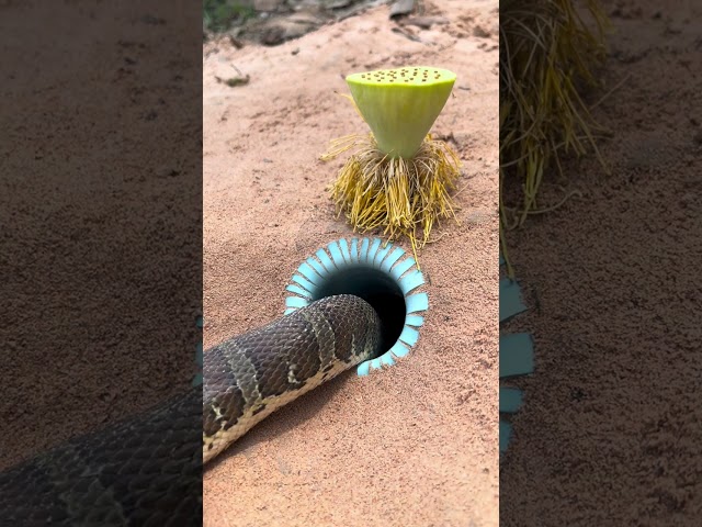 AMAZING SNAKE CRAWL #snake #cobra #nature #animals #kingcobra