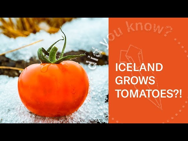 Iceland Tomato Farm in Hveragerði | Look Inside (360 Video)