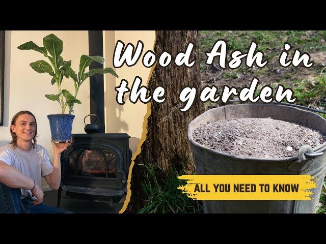 Ash in the Garden: A Natural Free Fertilizer for Healthier Plants - How to Use, Benefits & Harm