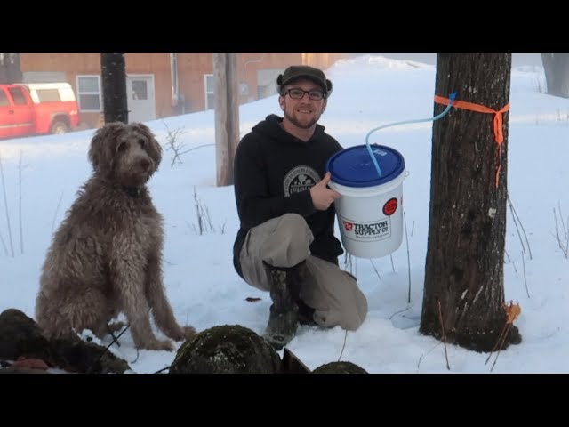 Checking Our Maple Syrup Taps ~ Homestead Update