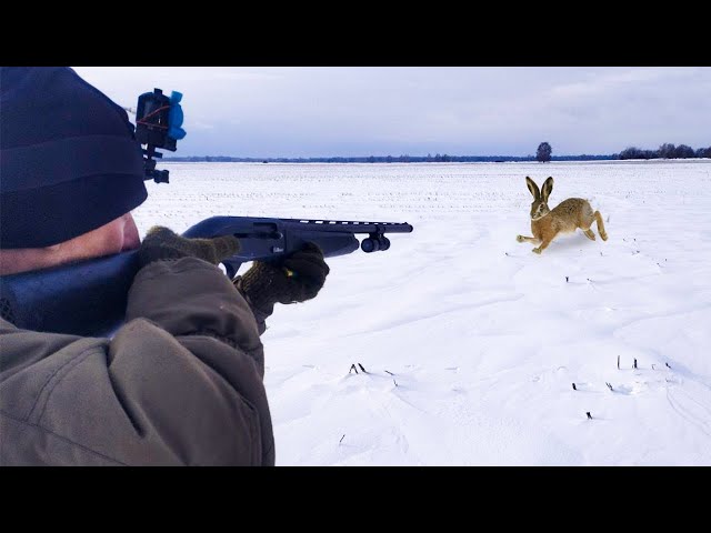 THE BEST IN 6 YEARS OF HARE HUNTING. TOP shots on a hare and a foxl