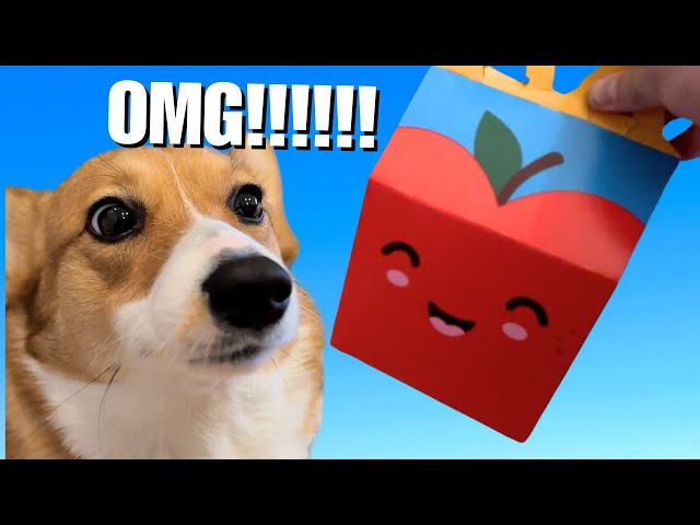 CORGI PUPPY DEVOURS NEW MCDONALDS HAPPY MEAL!!!